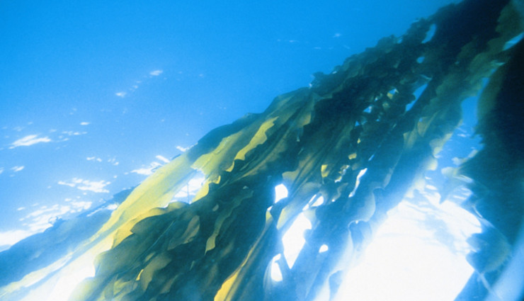 kombu%e6%b5%b7%e4%b8%ad%ef%bc%92